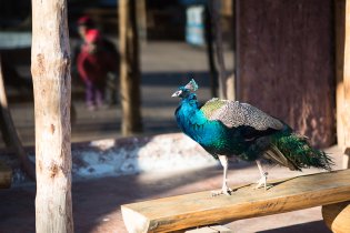 Pan páv se k rozbalení jen tak vyprovokovat nenechá