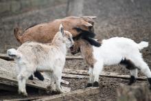 V kozí zahradě si kozy doslova lezou po hlavě