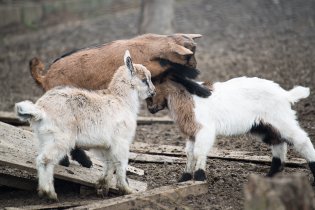 V kozí zahradě si kozy doslova lezou po hlavě