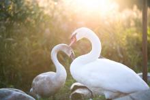 Jako by věděly, jak jim to protisvětlo sluší