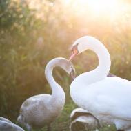 Jako by věděly, jak jim to protisvětlo sluší