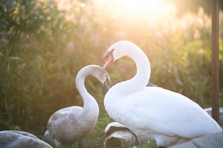 Jako by věděly, jak jim to protisvětlo sluší