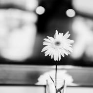 Květina v Café Momenta