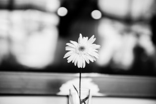 Květina v Café Momenta