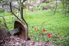 Člověk jen někde opře kolečko, a hned mu tam vyrostou tulipány