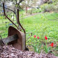 Člověk jen někde opře kolečko, a hned mu tam vyrostou tulipány