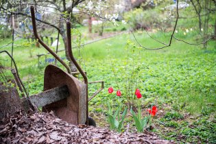 Člověk jen někde opře kolečko, a hned mu tam vyrostou tulipány