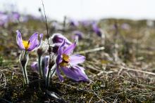 Letoš jsou ty koniklece ale obzvláště fialové, že?