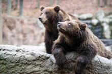 Tak copak nám asi  nebesa sešlou dnes, Jelizare?