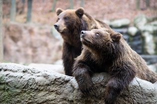 Tak copak nám asi  nebesa sešlou dnes, Jelizare?