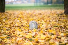 Co asi znamenají dvě tajemná písmena?