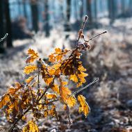 Když se potká podzim se zimou