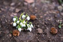 Sněženky a kaštanové slupky