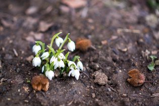 Sněženky a kaštanové slupky