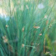 To není obyčejná tráva, to je tráva v botanické zahradě!