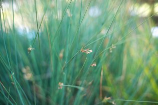 To není obyčejná tráva, to je tráva v botanické zahradě!