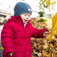 Pozor, to není javorový list, to je list platanu javorolistého!