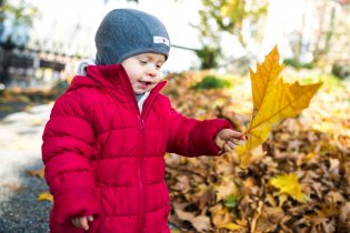 Pozor, to není javorový list, to je list platanu javorolistého!