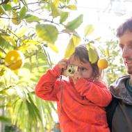 Jé, tady rostou na stromě citrony!