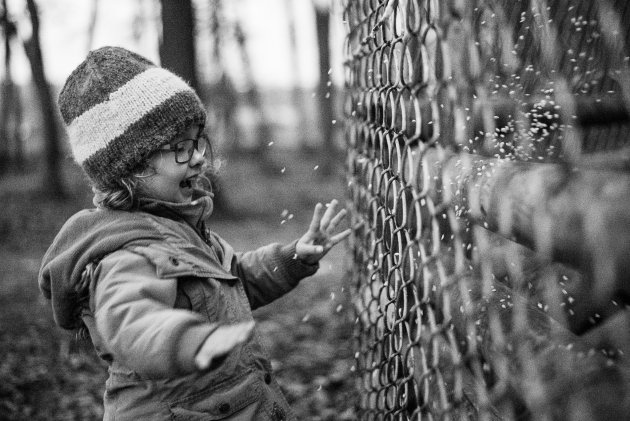 Večerní divoké krmení divokých prasat