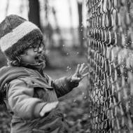 Večerní divoké krmení divokých prasat