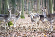 Děcka, pozor, že by svačina!?