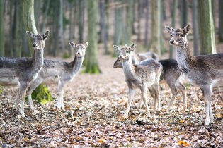 Děcka, pozor, že by svačina!?