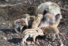 Když už není volný cecík, tak aspoň vlezu mámě do ucha