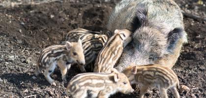2. víkend v březnu 2017