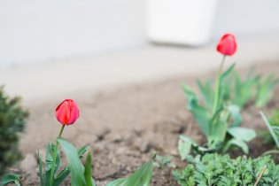 I paneláková předzahrádka umí oko potěšit