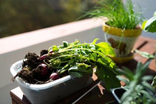 Naše první výpěstky - mimochodem pěkně pálivé