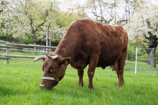 Na Toulcově dvoře mají krásnou krávu