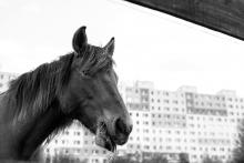 Tento kůň si právě odskočil na pastvu ze svého bytu v 8. patře panelového domu na pozadí