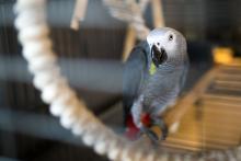 ... ale hlavním lákadlem je tento papoušek