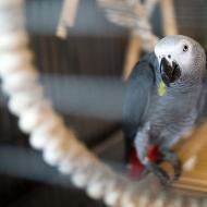... ale hlavním lákadlem je tento papoušek