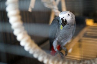 ... ale hlavním lákadlem je tento papoušek