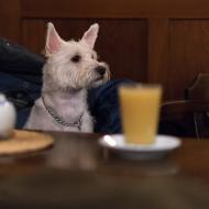 Tak kde je ten můj raw dortík?