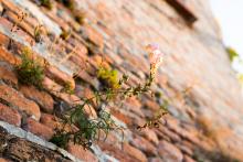 Nedělní ráno pod Petrovem