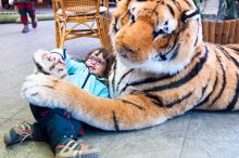 U nás v zoo mají tygry obzvláště přítulné