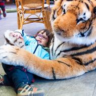 U nás v zoo mají tygry obzvláště přítulné