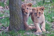 Lvíčata jsou též velmi přítulná