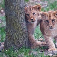 Lvíčata jsou též velmi přítulná