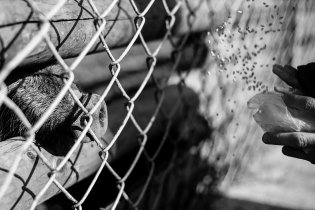 Prasátko (marně) doufá, že alespoň jedno zrnko ječmene z těch malých ručiček doletí až k jeho rypáku