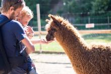 Krmení lamy. Stihli jsme je ještě huňaté, ale za dva dny už se na ně chystalo stříhání.