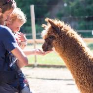 Krmení lamy. Stihli jsme je ještě huňaté, ale za dva dny už se na ně chystalo stříhání.