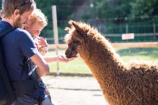 Krmení lamy. Stihli jsme je ještě huňaté, ale za dva dny už se na ně chystalo stříhání.