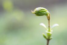 Dosud neznámý obyvatel našeho příměstského lesa