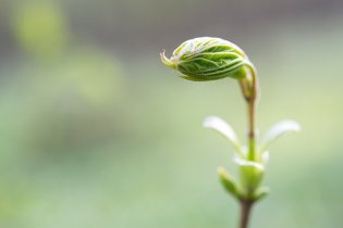 Dosud neznámý obyvatel našeho příměstského lesa
