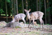 Naši daňci jsou po zimě nějací opelichaní