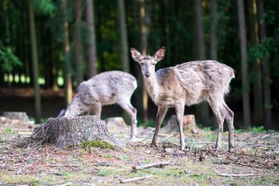 Naši daňci jsou po zimě nějací opelichaní